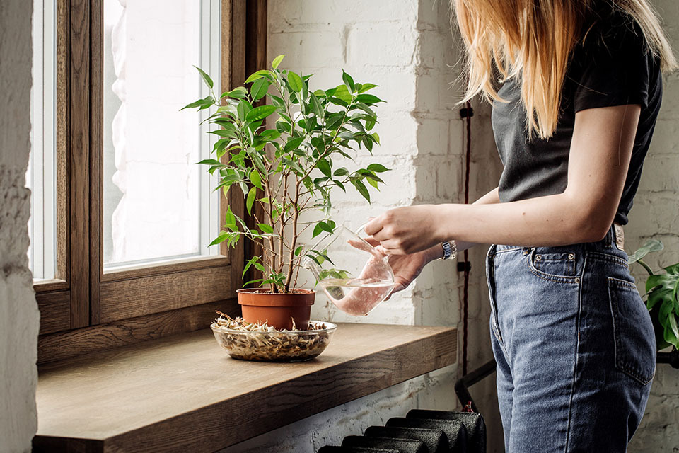 growing indoor plants