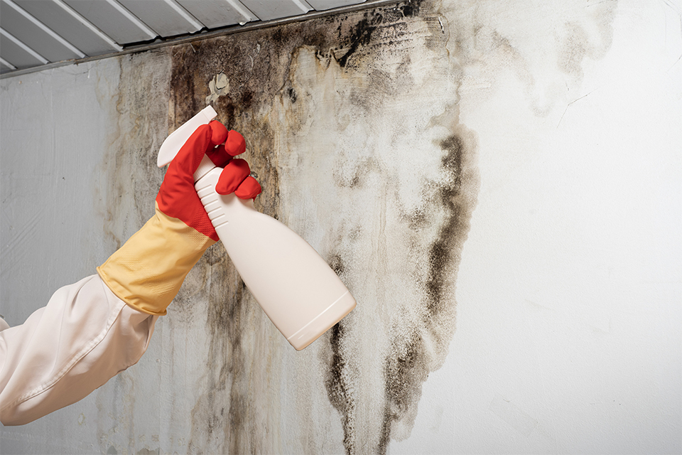 Mould in a Rental Property - Who is Responsible for Cleaning Up?